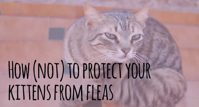 not-protect-from-fleas