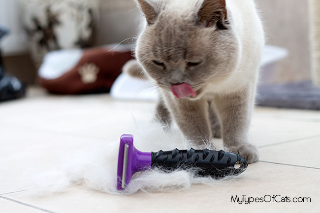 furminator-brush-6