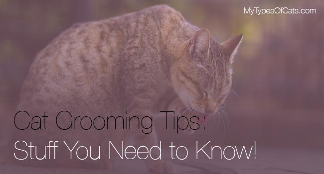 petco-cat-grooming-near-me